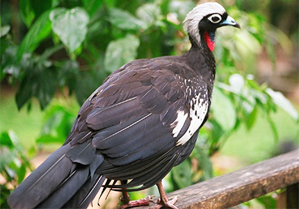 Jacutinga