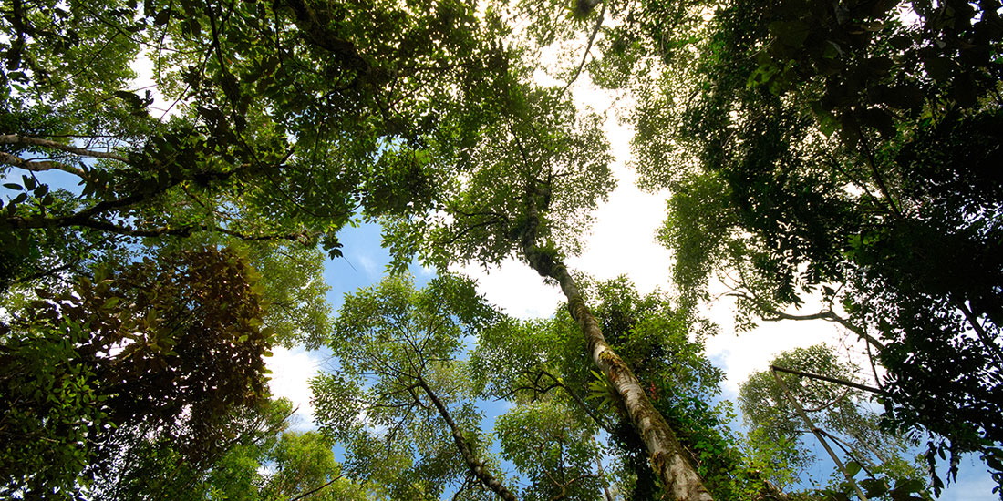 Imersão na floresta